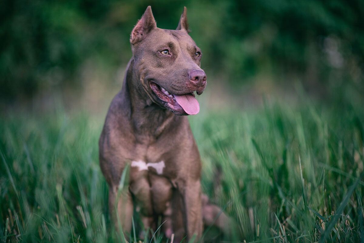 
Питбуль — атлет в мире собак. Источник: Shutterstock