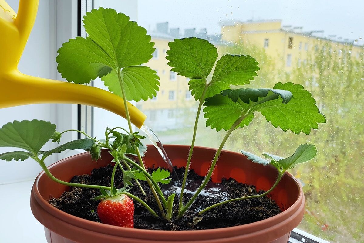 Вырастить клубнику на подоконнике можно, но довольно хлопотно. Источник: Shutterstock📷
