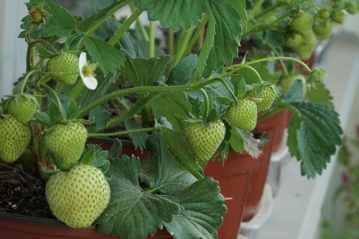 Вы выбрали удачный сорт и хорошо о нем заботитесь? Ягод будет не намного меньше, чем на грядках. Источник: Shutterstock📷
