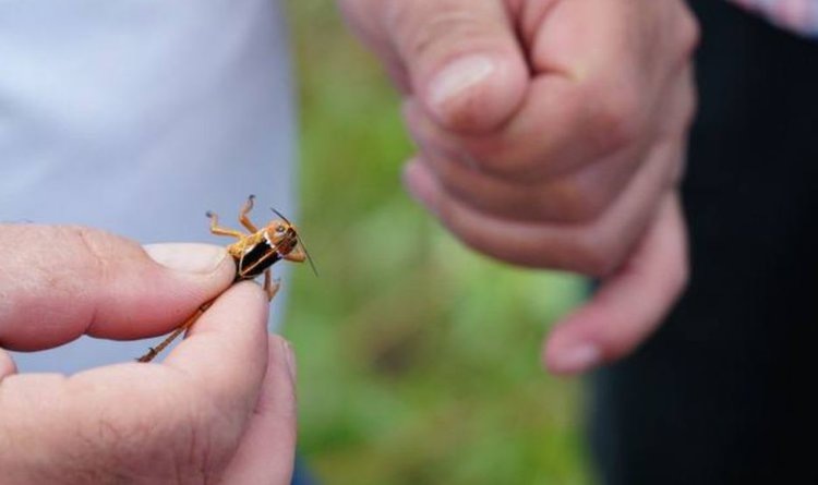    В Дагестане в этом году распространение саранчи ожидается на площади 53 тысячи гектаров