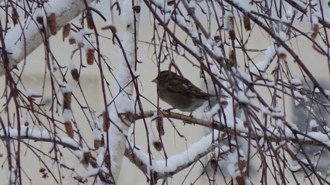    ФОТО: Царьград