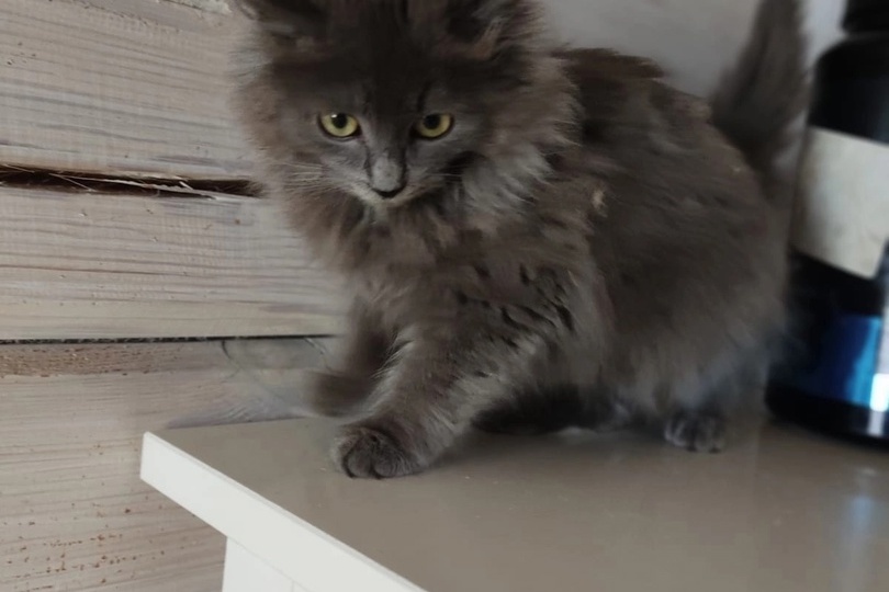 Пыталась выжить на улице зимой