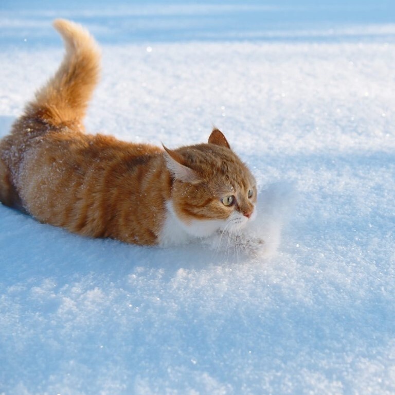 «Лучше вернуться... »
