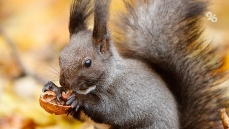      Фото: ИА «Победа26»