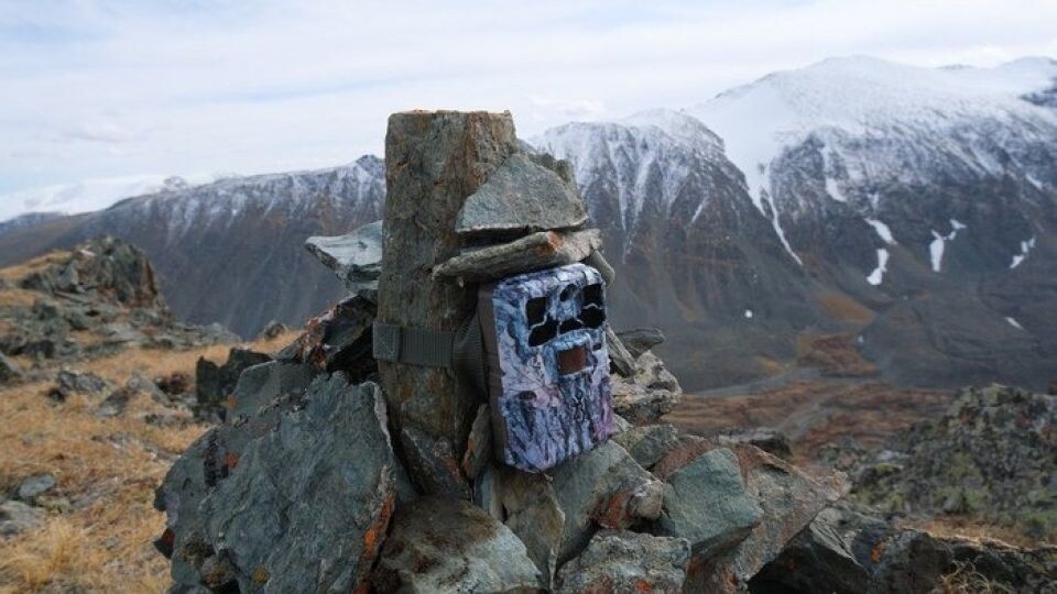    Фотоловушки Сайлюгемского нацпарка. Источник: Телеграм-канал ассоциации "Ирбис"