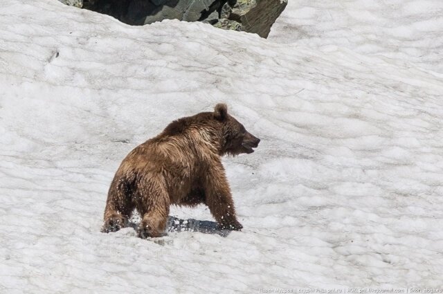    Фото: Кавказский заповедник 