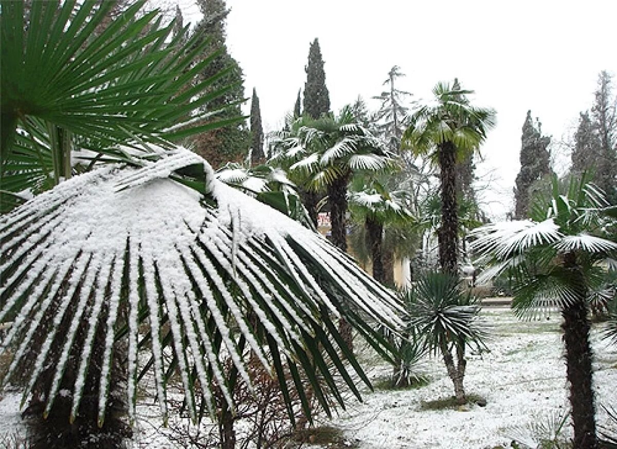    Жителей Сочи предупредили о заморозках ночью и утром 5 февраля