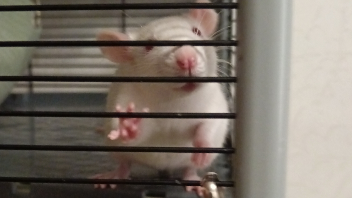 Это Рокси. Очень любопытная и смелая девочка 