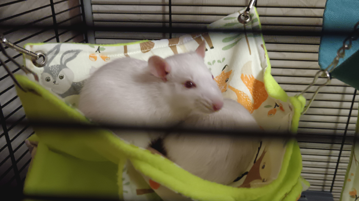 Пока фотосъёмки возможны только такие. За пределами клетки сразу разбегаются))