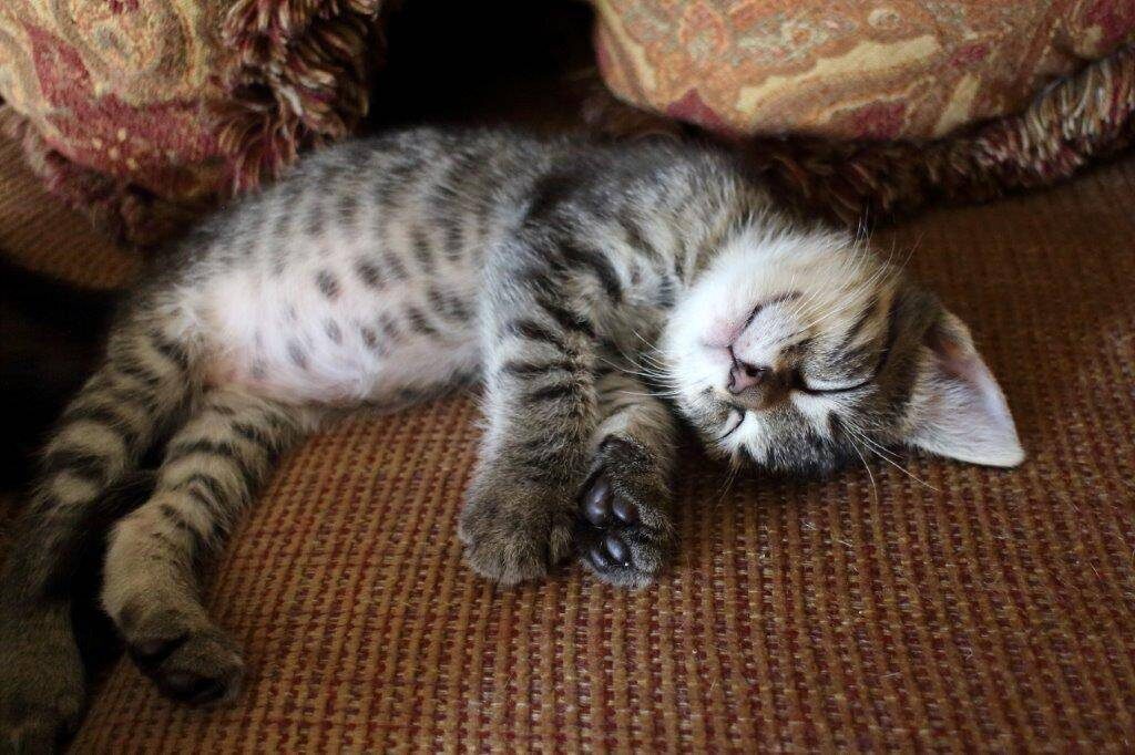 источник фото: https://vethome24.ru/wp-content/uploads/2024/01/6385aa89305d4c399ef8470283e863c3.jpeg