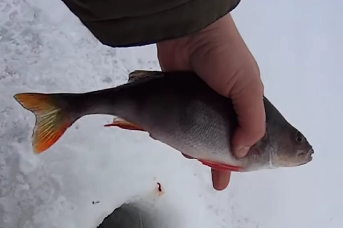    Тверские спецы нашли паразитов в окунях из Рыбинского водохранилища