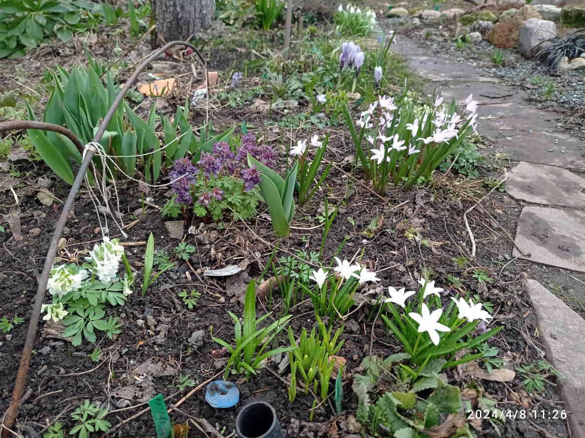 Начало этох посадок,под яблоней, ранняя весна. Еще раньше были крокусы и подснежники