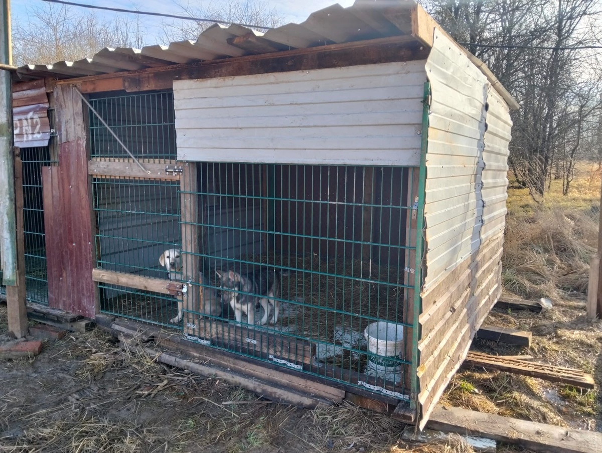 Последний построенный вольер. В приюте нет больше НИ ДОСТОЧКИ!