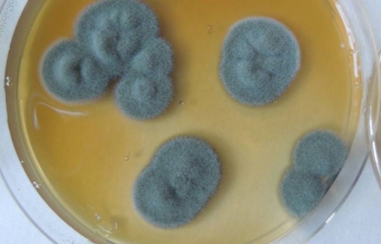    Какие вредные грибы могут жить в холодильнике