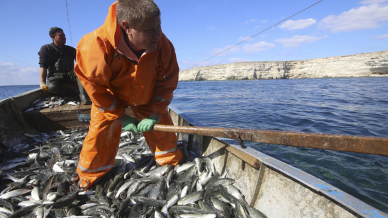    Роспотребнадзор рассказал о результатах исследований рыбы, выловленной в Чёрном море Алина Городниченко