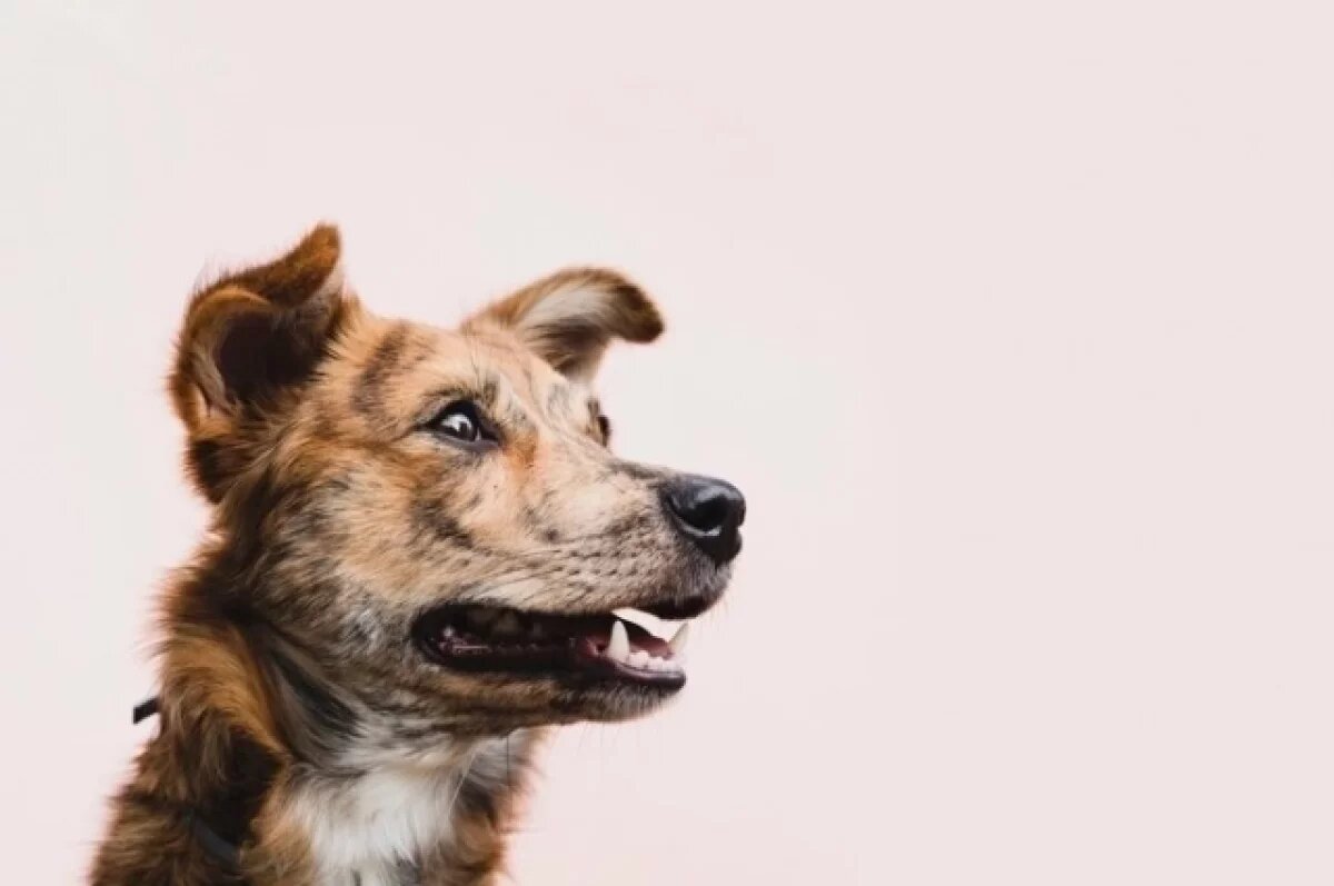    На Кубани начали проверку после публикаций о запрещенных собачьих боях