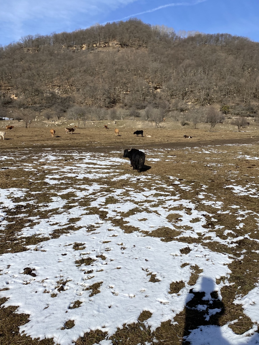 Як и стадо коров