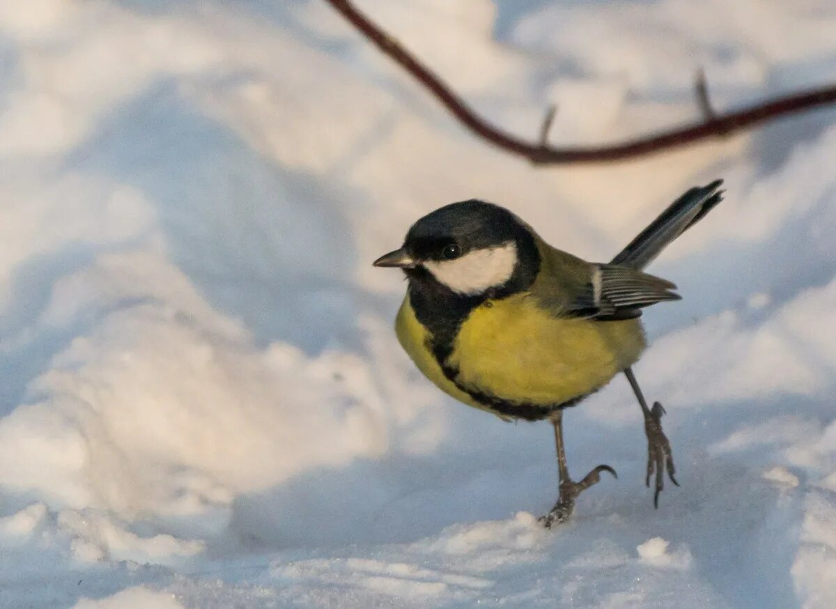 Синица на Агафия-полухлебника