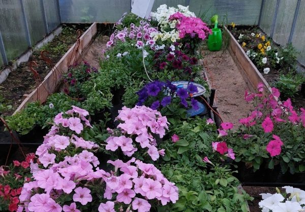 Садоводы рассказали, как растения перенесли майские заморозки  📷
