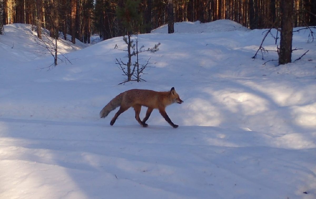    Нынешний январь в центральной полосе России стал самым тёплым за всю историю наблюдений