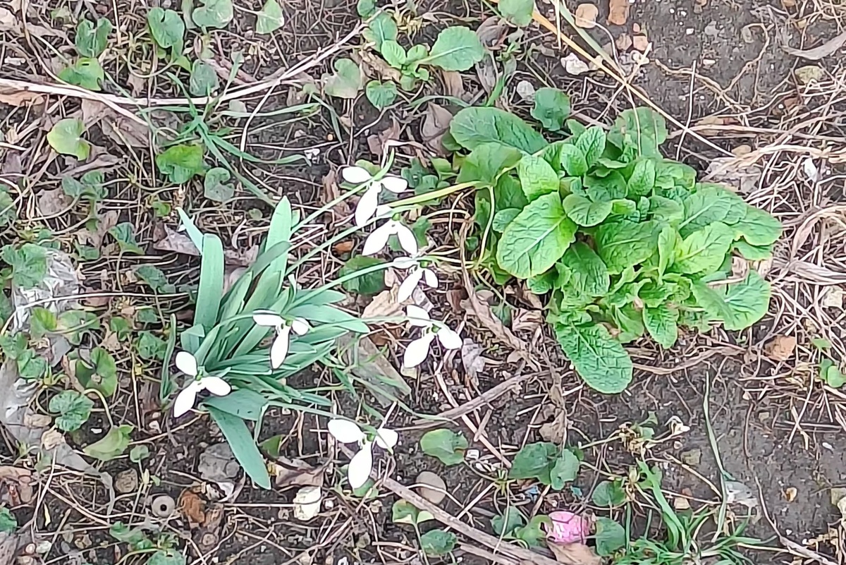 В Краснодаре цветут подснежники и примулы.