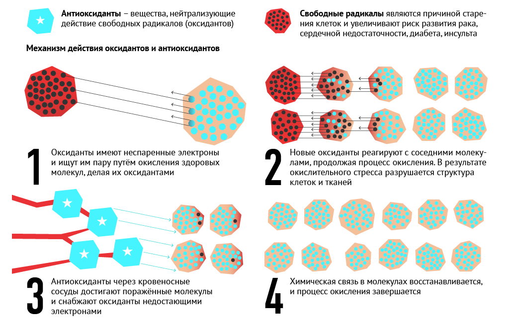 Оксидативный стресс. Источник: https://ria.ru/20131023/972032926.html
