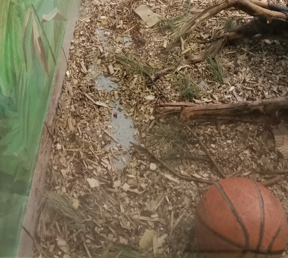 в этом вольере обитает "вонючка"