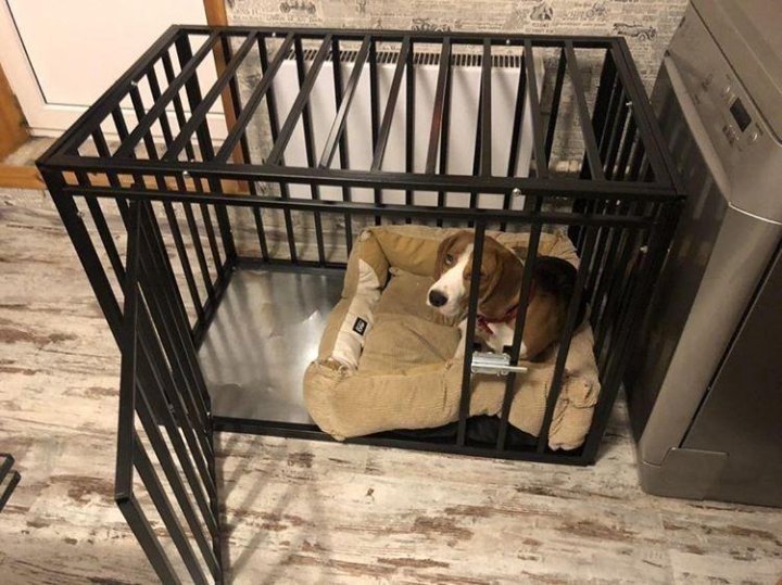 Собачий карцер. Зато обувь цела, да? Про обувь потом тоже будет.