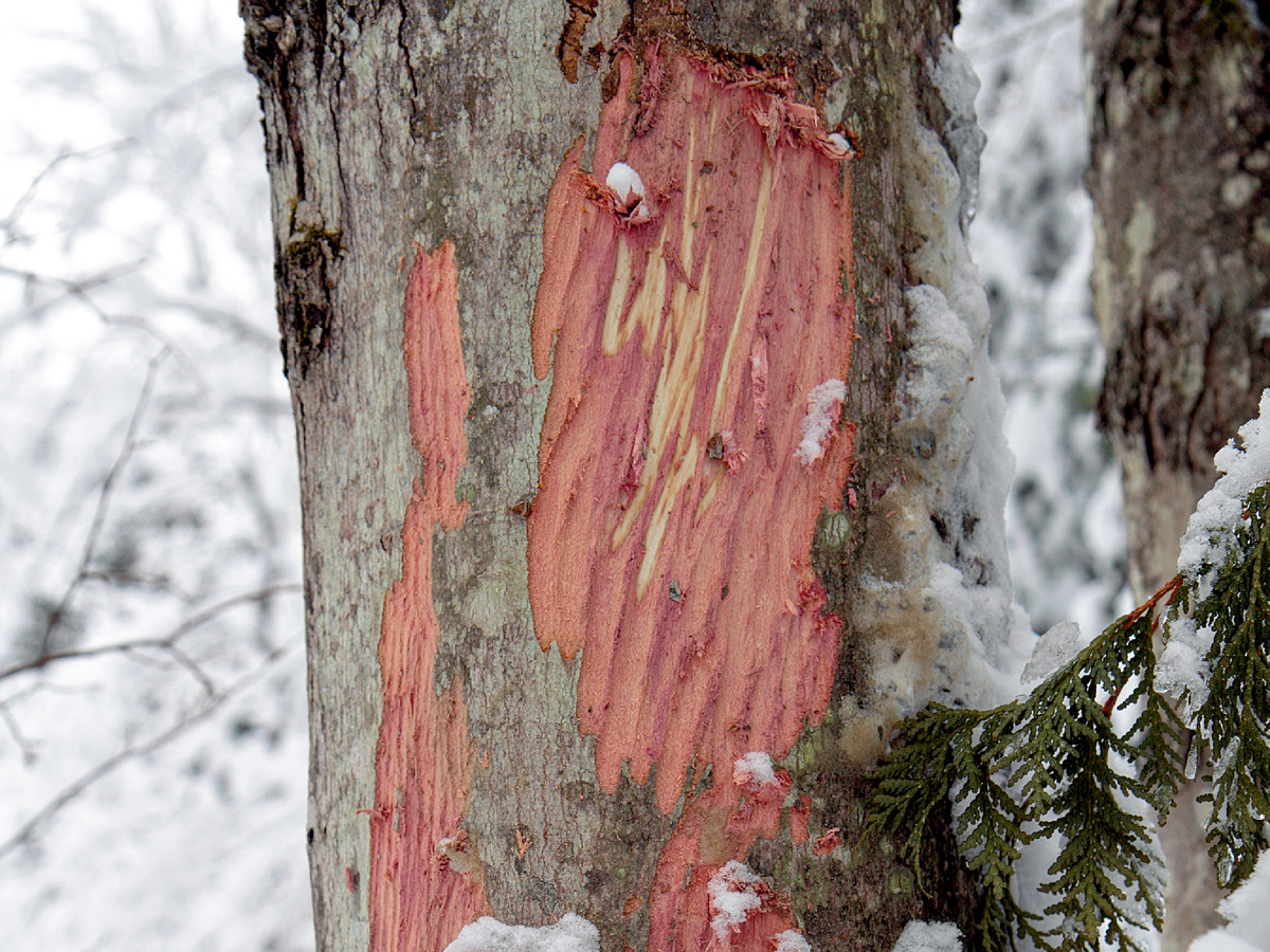 Cephas, CC BY-SA 3.0