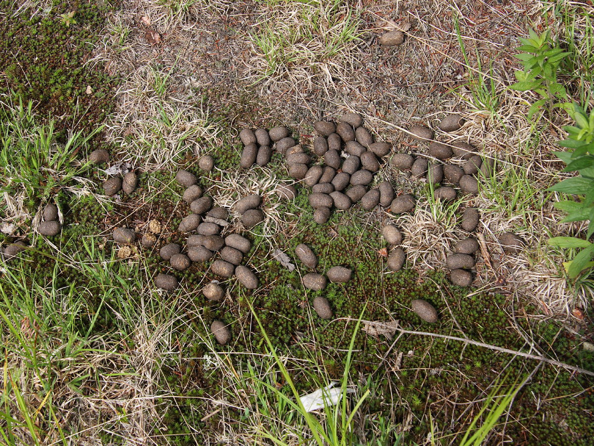 Cephas, CC BY-SA 3.0