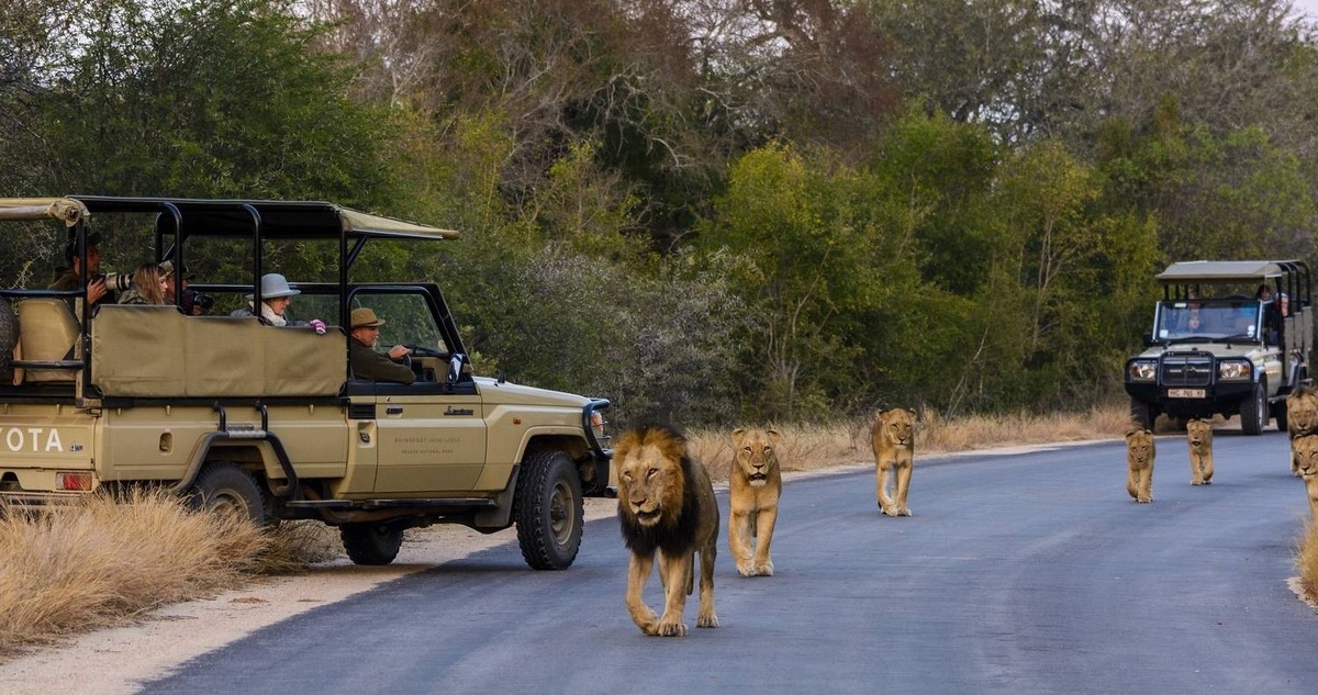 Сафари Крюгер-парк