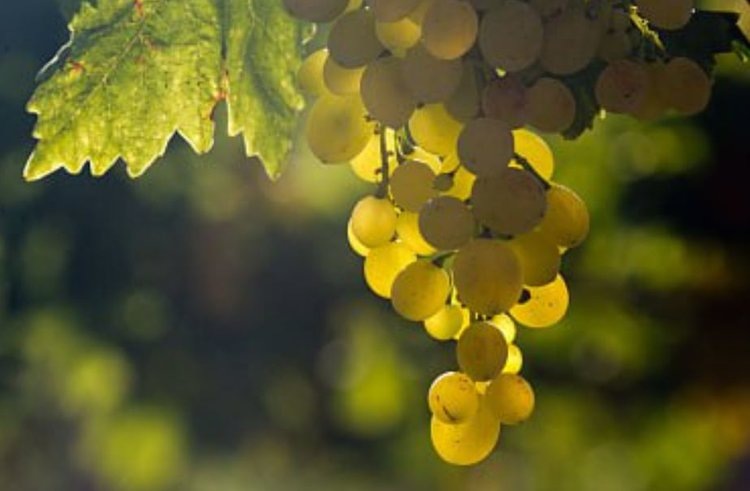    Производство вин и коньяка в России в минувшем году превысило 60 млн дал