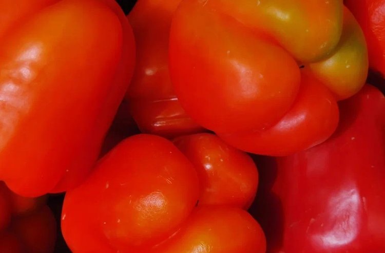    Как вырастить сладкий и острый перцы на подоконнике и на балконе