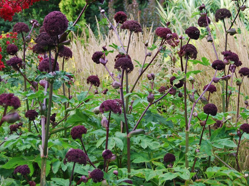 фото из интернета