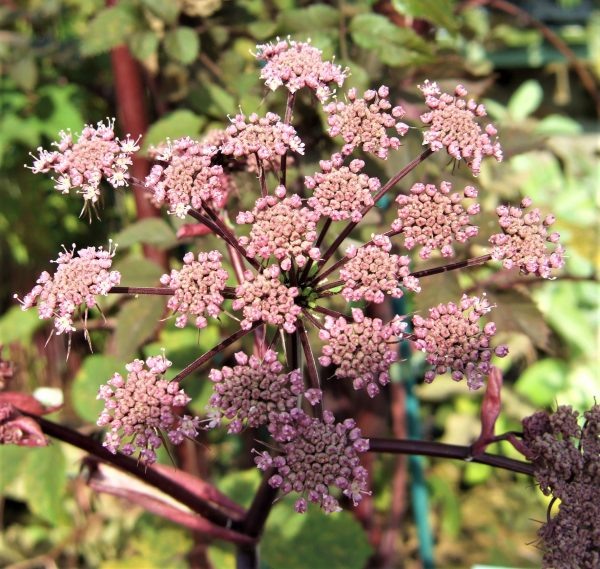 https://proctorsnursery.co.uk/product/angelica-sylvestris-ebony/
