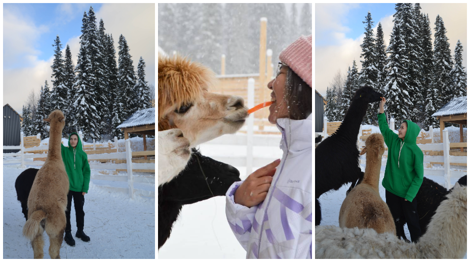 Альпаки на «Ферме Альпак» в Шерегеше 