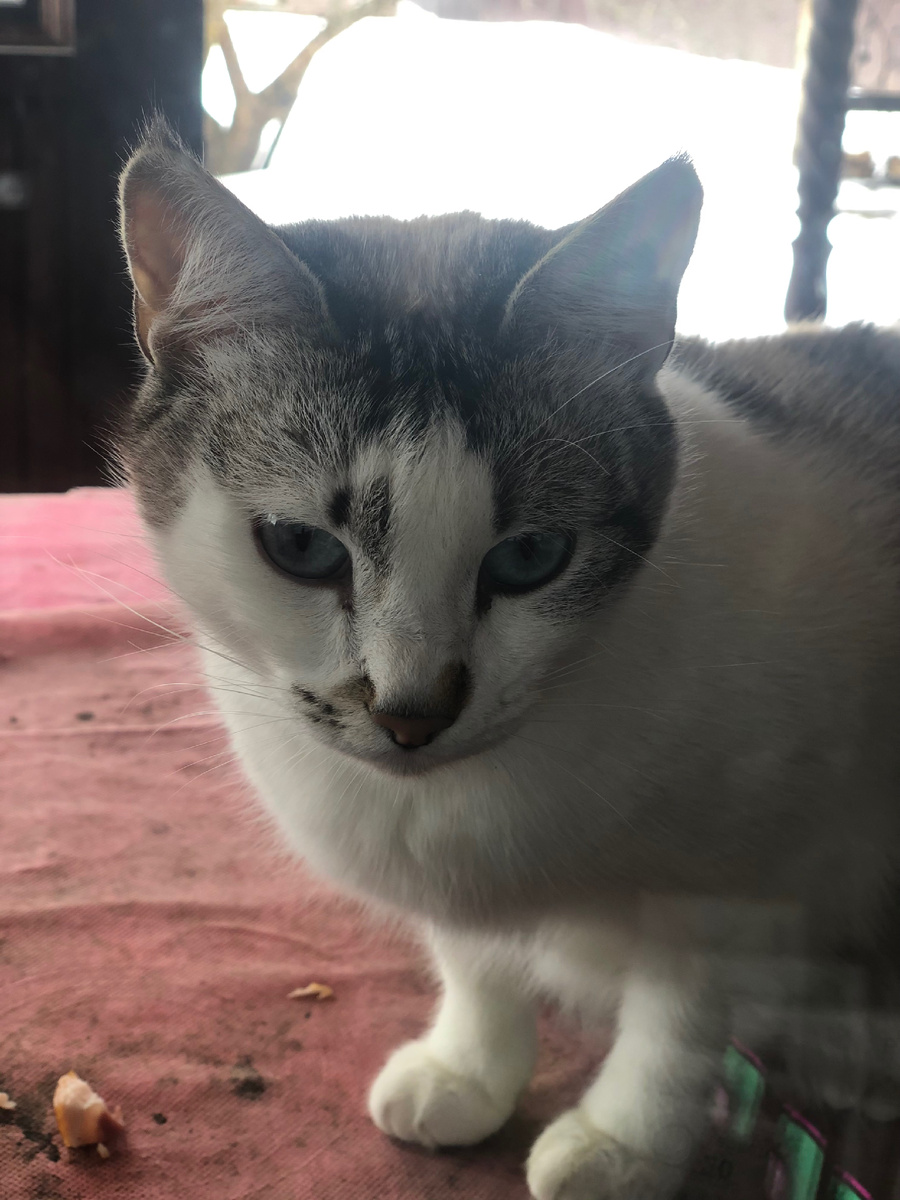 Пумка в начале нашего знакомства.