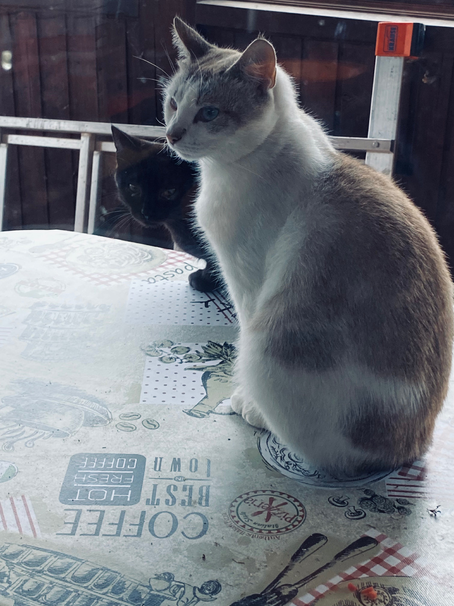 Пумка с Асей. Везде фото автора.