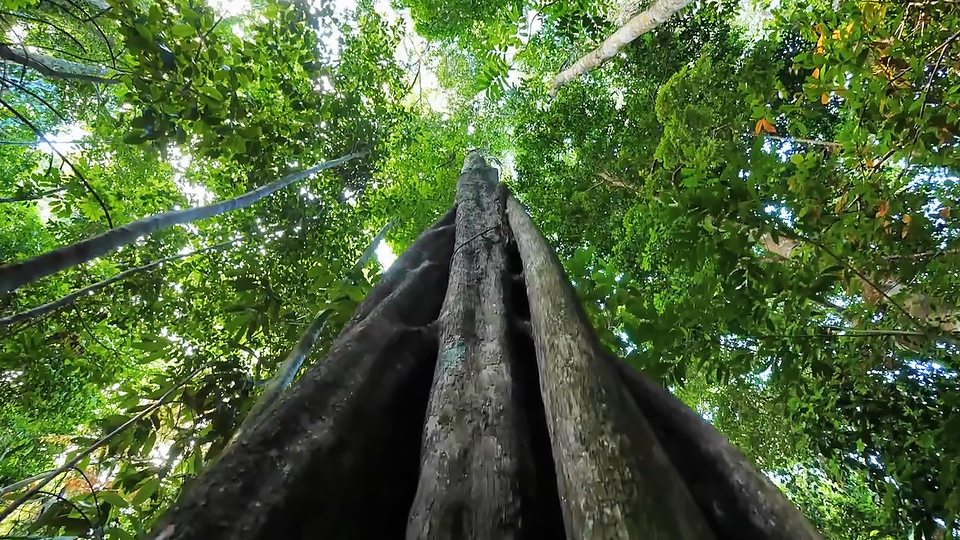 Фото: © Кадр из программы "Невероятно интересные истории", РЕН ТВ