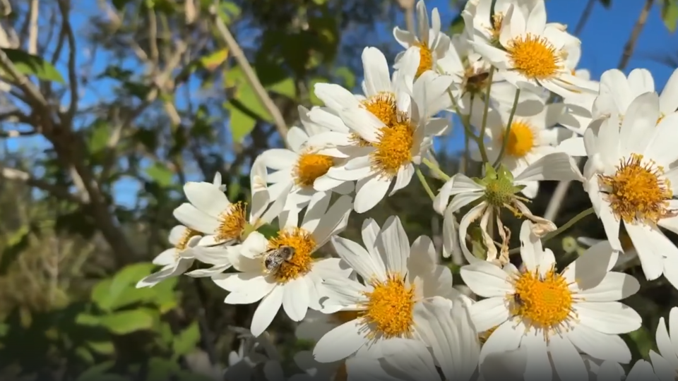 Фото: © Кадр из программы "Невероятно интересные истории", РЕН ТВ