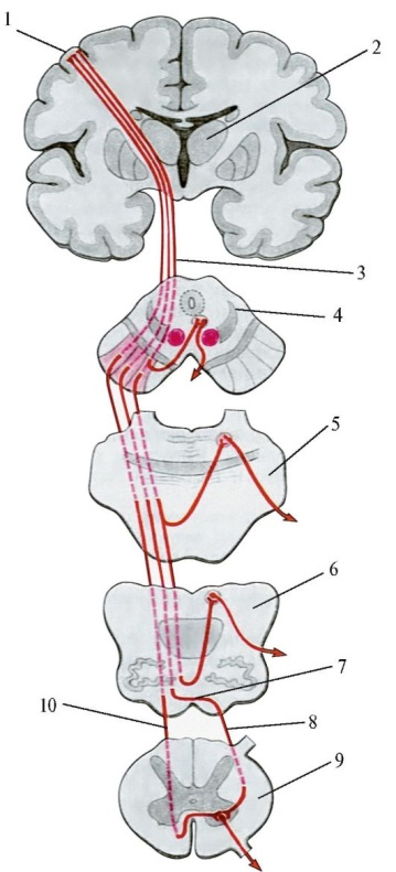 пирамидный путь.