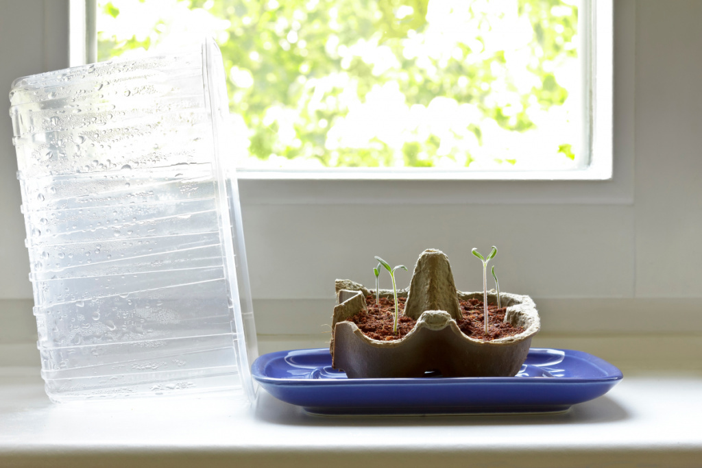 Правильно выращенная рассада – залог хорошего урожая