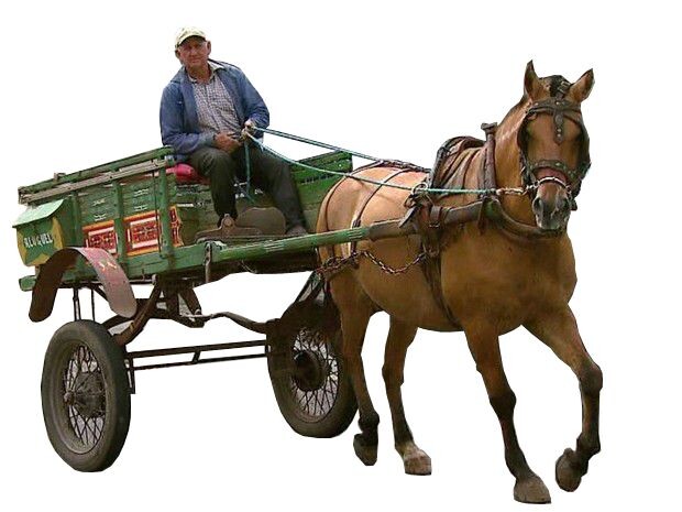 Фото из интернета. Возчик.