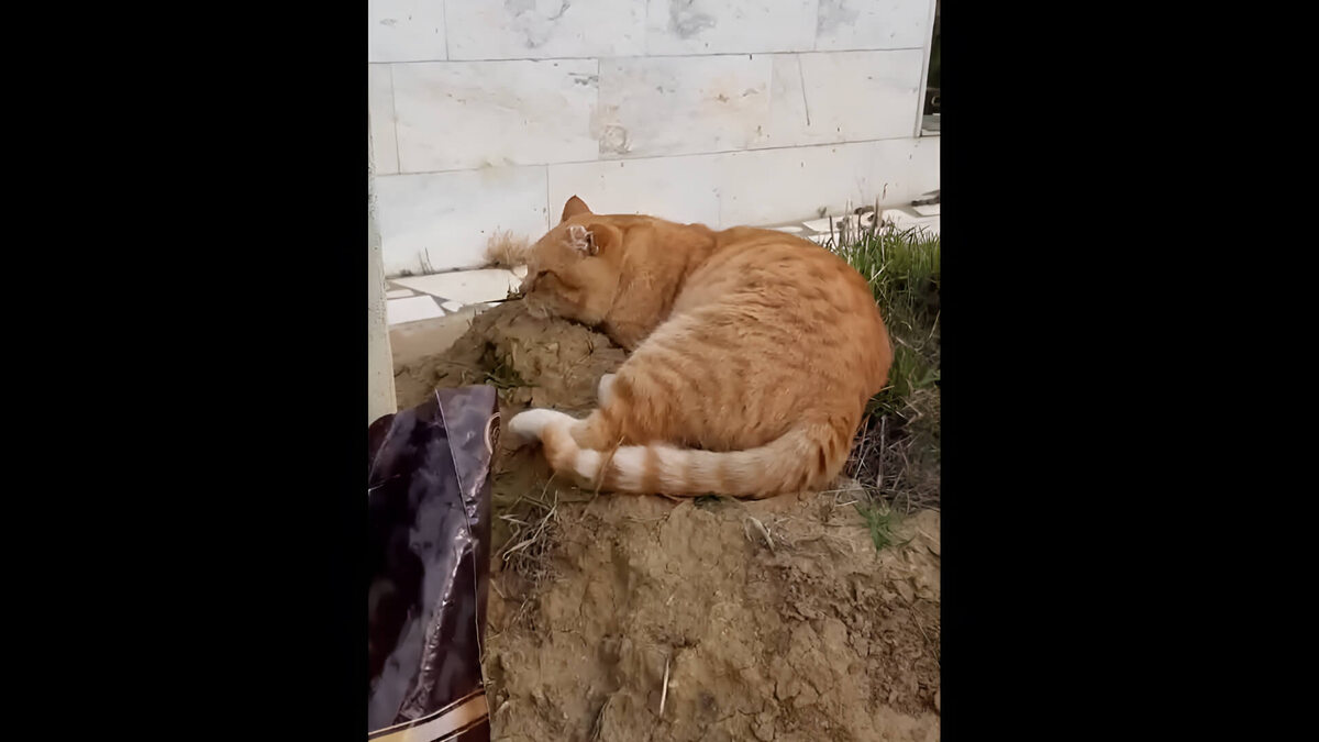    Кот на могиле хозяина в Махачкале. Кадр из видео волонтёров