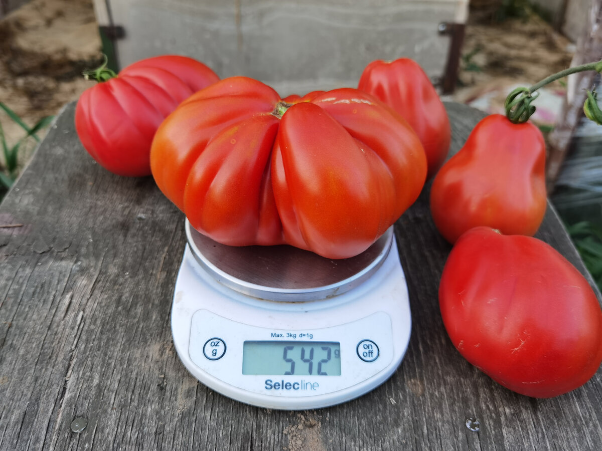 томат Сто Пудов