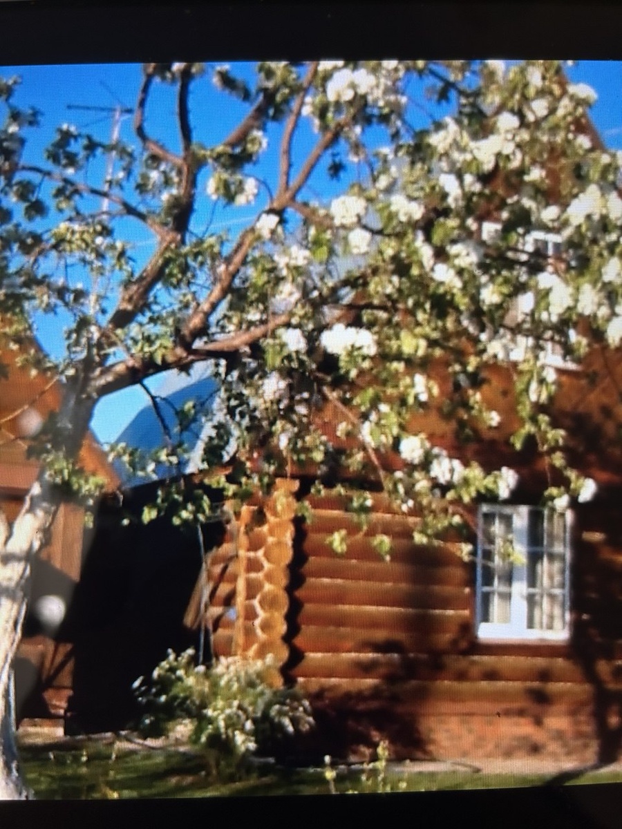 Любимая яблоня сына на старой даче. 