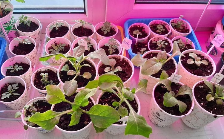    Земля для рассады и беспочвенные смеси: краткое руководство для успешного старта