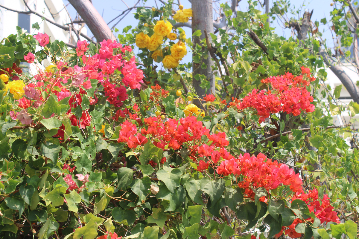 Их тут много