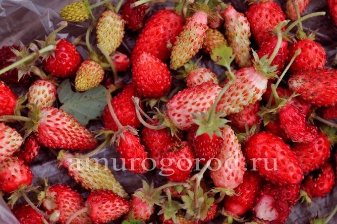 Амуркий огород