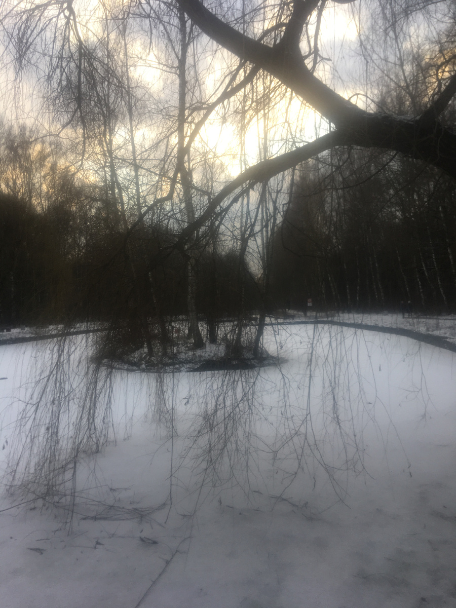 Пруд с ивами, на них растёт фламмулина и ТСЖ